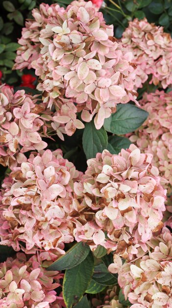 Fleurs d&#39;hortensia roses