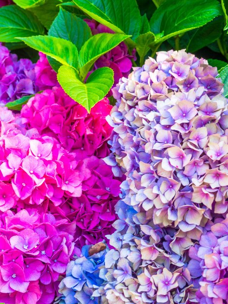 Fleurs d'hortensias colorés Hortensia en pleine floraison Carte postale close up bonjour concept de printemps