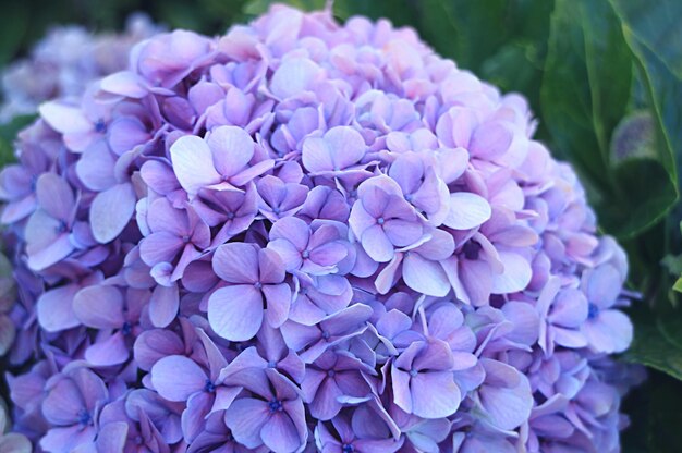 Fleurs d'hortensias sur l'île de Pâques Chili Amérique du Sud