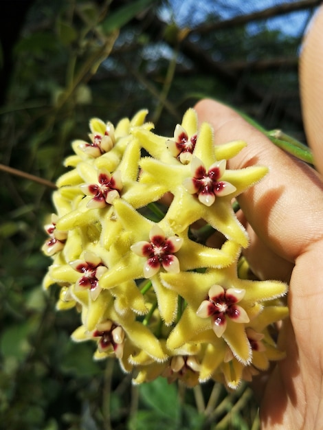 Fleurs de Hoya en fleurs sur la main (Honeysis Hoya)