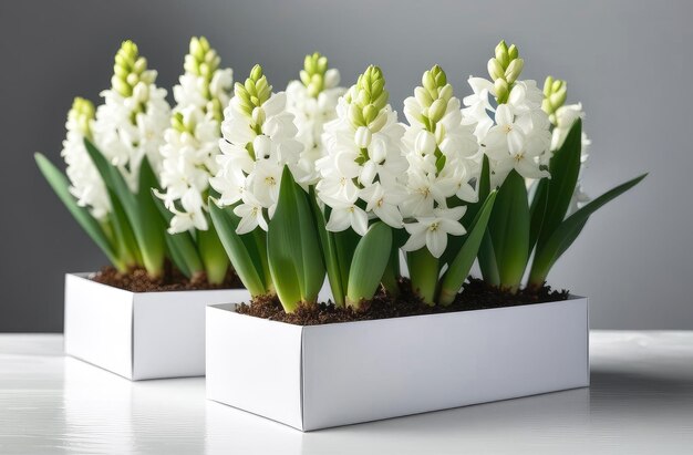 Des fleurs de hyacinthes blanches dans des boîtes blanches sur une table blanche