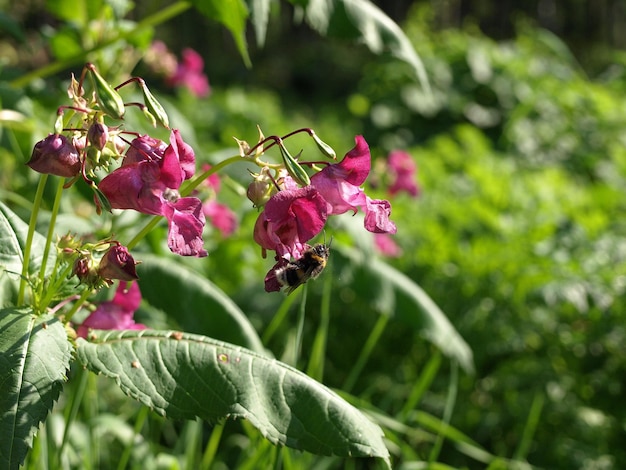 Fleurs d'Impatiens glandulifera fleurs en fond naturel Bourdon en fleurs roses