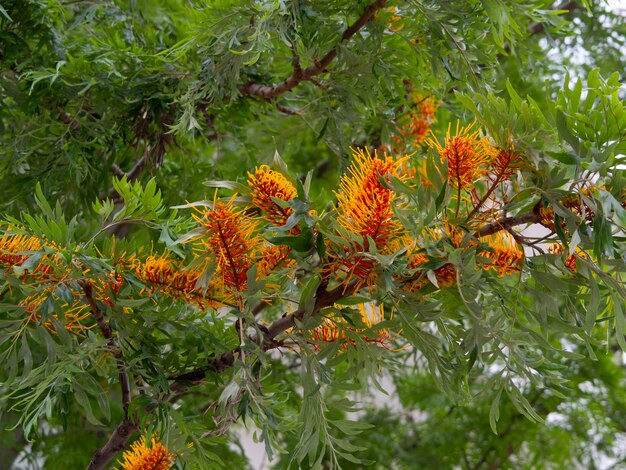 Fleurs inhabituelles de l'arbre Grevillea robusta en Grèce