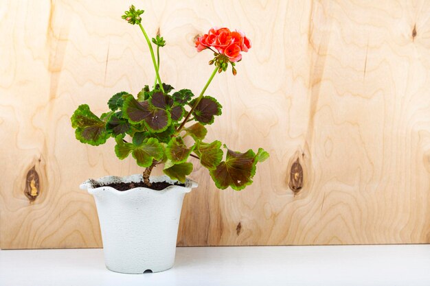 Fleurs d'intérieur sur un fond en bois. Beaux géraniums en pots.