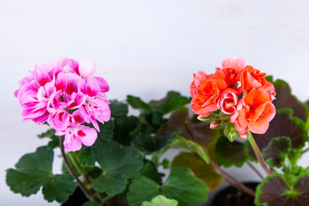 Photo fleurs d'intérieur sur un fond en bois. beaux géraniums en pots.