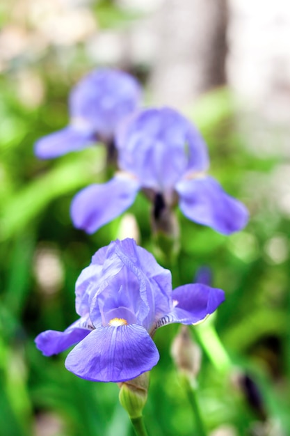 Fleurs d'iris bleu sur jardin vert