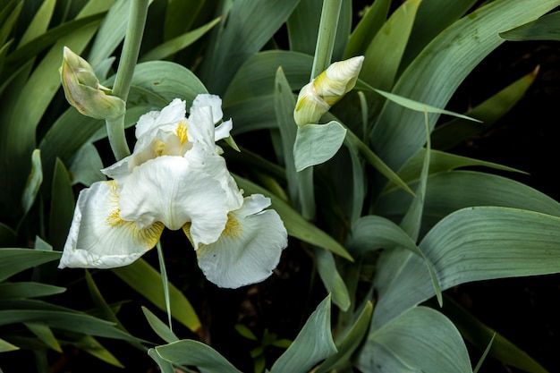 Fleurs d'iris de coq blanc dans les hautes feuilles Paysage de printemps coloré