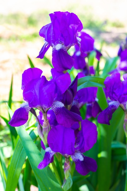 Fleurs d'iris germaniques bleus dans le jardin cultivant des plantes à fleurs ornementales