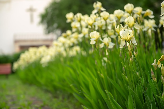 Fleurs d'iris jaune blanc fleurissant au printemps à la cour de l'église fond floral saisonnier d'été