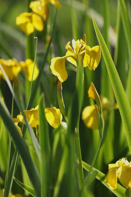 fleurs d'iris jaunes sur fond vert avec espace de copie