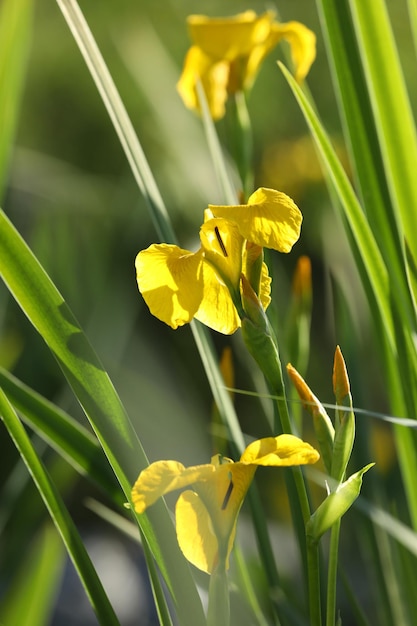 fleurs d'iris jaunes sur fond vert avec espace de copie