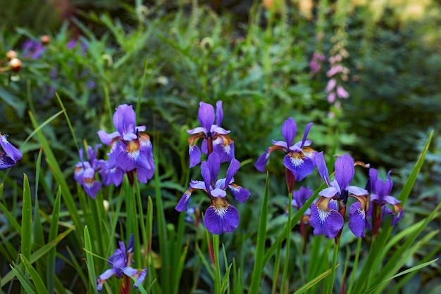 Fleurs d'iris pourpres poussant dans un jardin botanique à l'extérieur au printemps Paysage pittoresque de plantes aux pétales colorés vibrants fleurissant dans la nature Paysage pittoresque de belles fleurs dans la nature