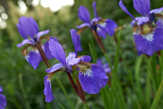 Fleurs d'iris pourpres poussant dans un jardin botanique à l'extérieur au printemps Paysage pittoresque de plantes aux pétales colorés vibrants fleurissant dans la nature Paysage pittoresque de belles fleurs dans la nature