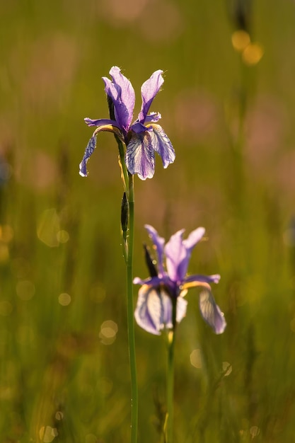 Fleurs d'iris de Sibérie en fleurs sur un pré éclairé à contre-jour dans la nature