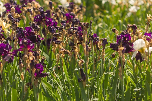 Fleurs d'iris violet qui fleurissent au début de l'été et qui éclairent