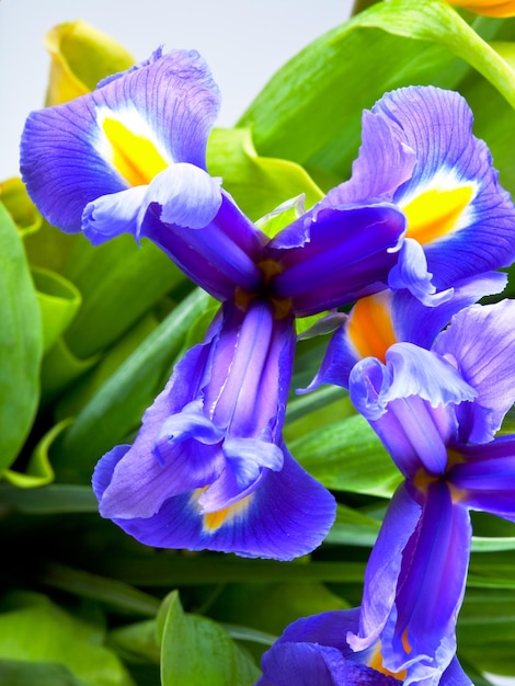 Fleurs d&#39;iris