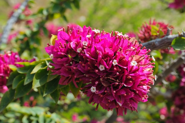 Fleurs d'Israël