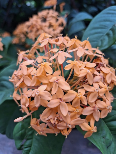 Fleurs d&#39;Ixora