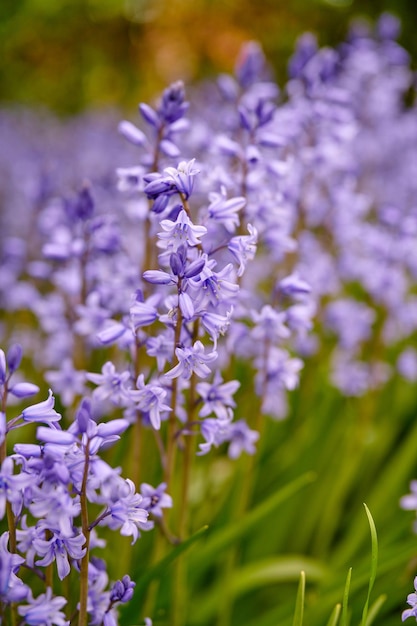 Fleurs de jacinthe des bois dans un jardin d'arrière-cour au printemps Scilla siberica plantes à fleurs poussant dans un parc isolé et éloigné dans la nature Belles fleurs sauvages violettes poussant sur un champ ou une prairie herbeuse