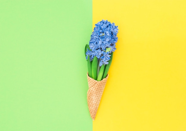 Fleurs de jacinthe dans un cône de gaufre à la crème glacée sur fond coloré Concept de printemps