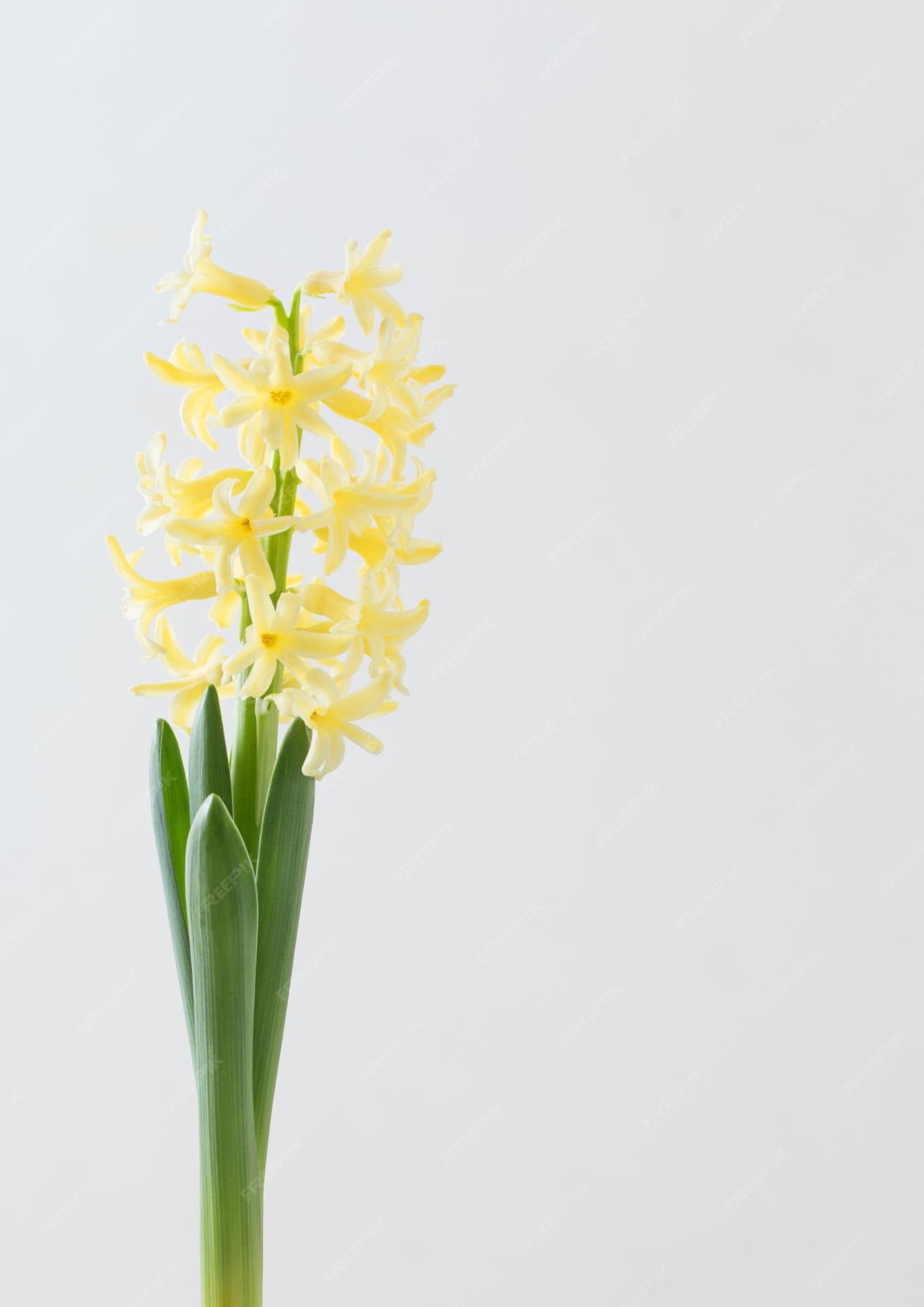 Fleurs De Jacinthe Jaune Sur Fond Blanc | Photo Premium