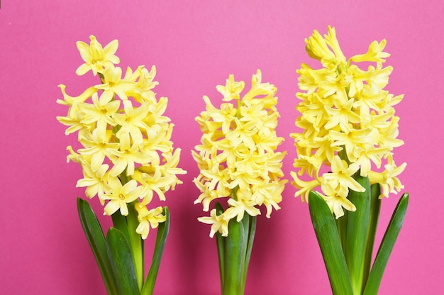 Fleurs de jacinthe jaune sur fond rose