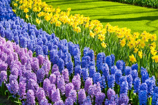 Fleurs de jacinthe et de narcisse en fleurs. Parc floral de Keukenhof aux Pays-Bas, Europe