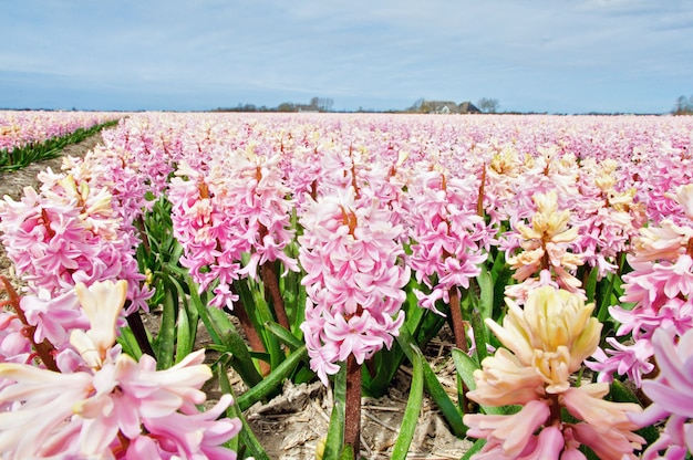 Fleurs de jacinthe de printemps, Pays-Bas