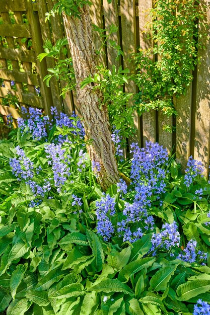 Fleurs de jacinthes des bois poussant dans un jardin d'arrière-cour entre des feuilles vertes luxuriantes Plantes à fleurs bleues sauvages qui prospèrent à l'extérieur le long d'une clôture et utilisées pour une belle décoration de jardinage ou un aménagement paysager extérieur