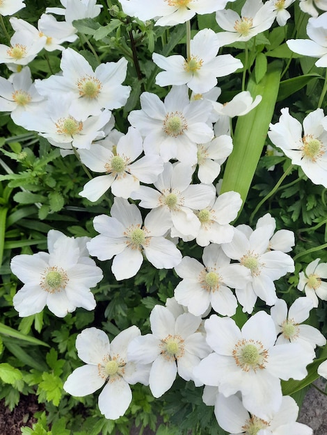 Fleurs de jardin blanches