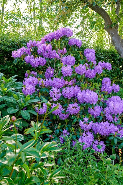 Fleurs de jardin bleues Une photo de belles fleurs bleues au printemps