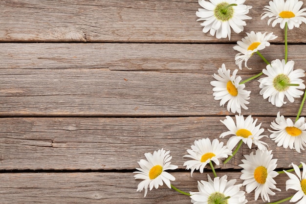 Fleurs de jardin de camomille sur fond de bois