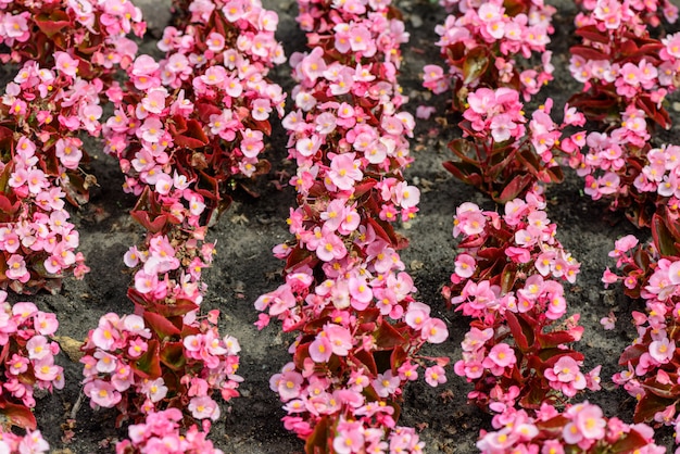 Fleurs de jardin d&#39;été rose