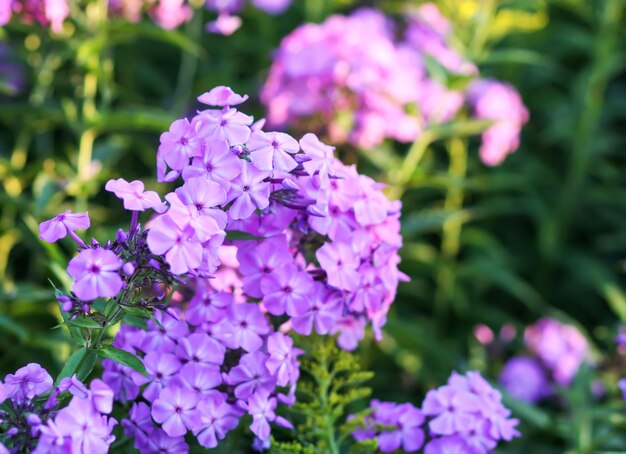 Fleurs de jardin en fleurs Plantes décoratives