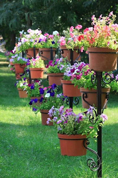 Fleurs de jardin en fleurs