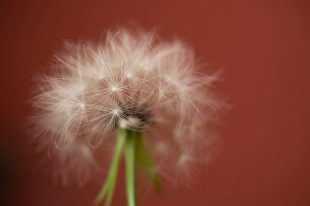 Fleurs de jardin fraîches naturelles colorées