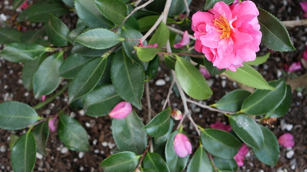 Fleurs de jardin d'ornement accueil jardinage en californie usa floriculture botanique décorative flore fleurs plantes juteuses couleurs