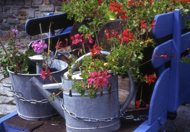 Fleurs de jardin en pots dans la rue