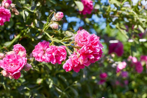 Fleurs de jardin rose printemps frais gros plan roses