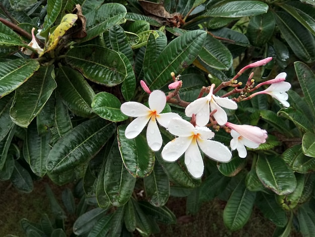 Fleurs de jardin