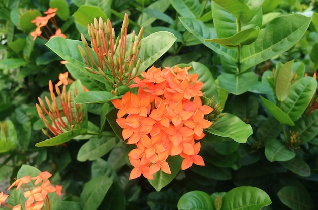 Fleurs de jasmin des Antilles orange vif qui fleurissent sur les arbustes