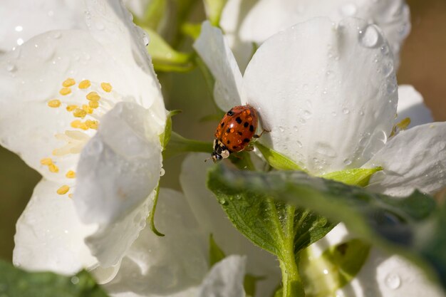 fleurs de jasmin au printemps