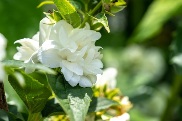 Fleurs de jasmin blanc sur un buisson avec arrière-plan flou