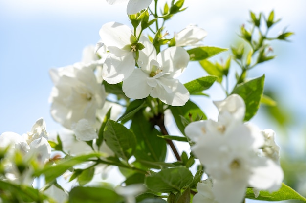 Fleurs de jasmin blanc sur un buisson avec fond de ciel flou