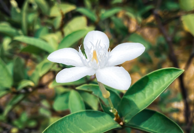 Les fleurs de jasmin blanc à cinq pétales fleurissent de couleur blanche, cinq pétales au pollen jaune