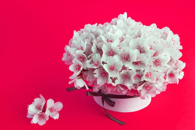 Fleurs de jasmin blanc dans la boîte cadeau sur le fond rouge vif Copiez l'espace