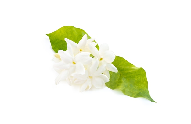 Photo fleurs de jasmin blanc avec des feuilles sur fond blanc, amour pur