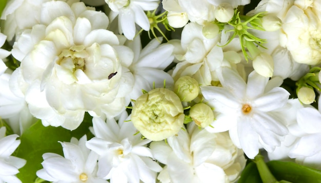 Fleurs de jasmin blanc fleurs fraîches milieux naturels