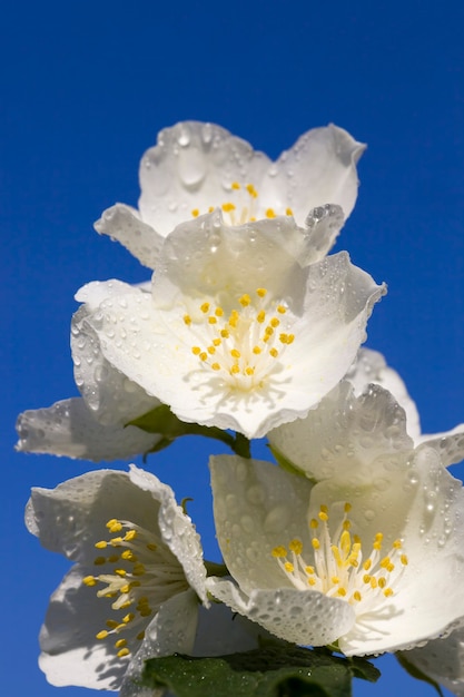 fleurs de jasmin blanc