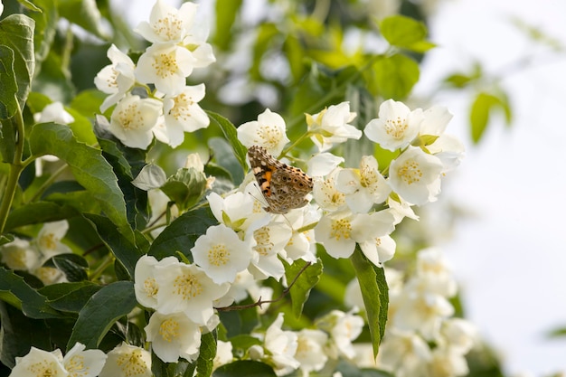 Fleurs de jasmin blanc